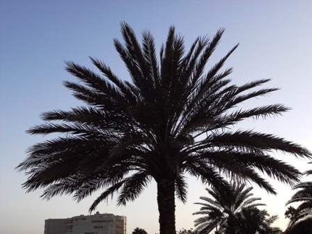 Palme