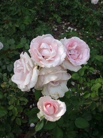 Rosenzchtung