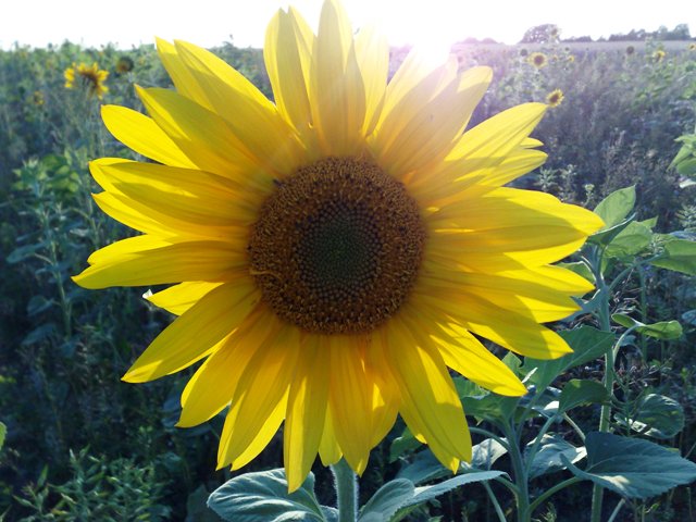 Sonnenblume