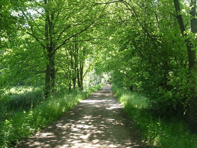 Wald