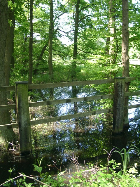 berschwemmung im Wald